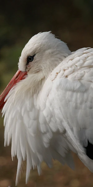 White Stork Close Up Profile 4K Wallpaper Background