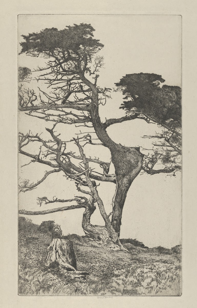 Head of the Ostrich 1915