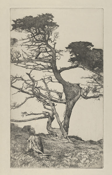 Head of the Ostrich 1915