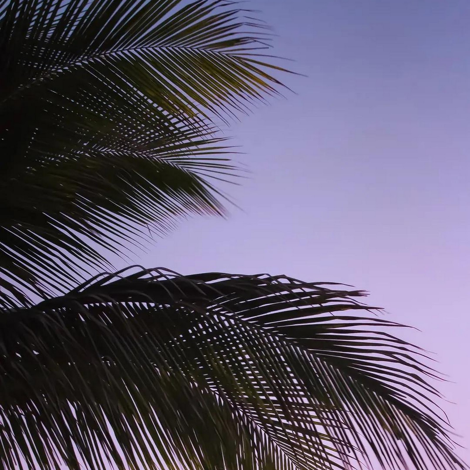 Download Palm Leaves at Sunset Sky Full HD iPhone