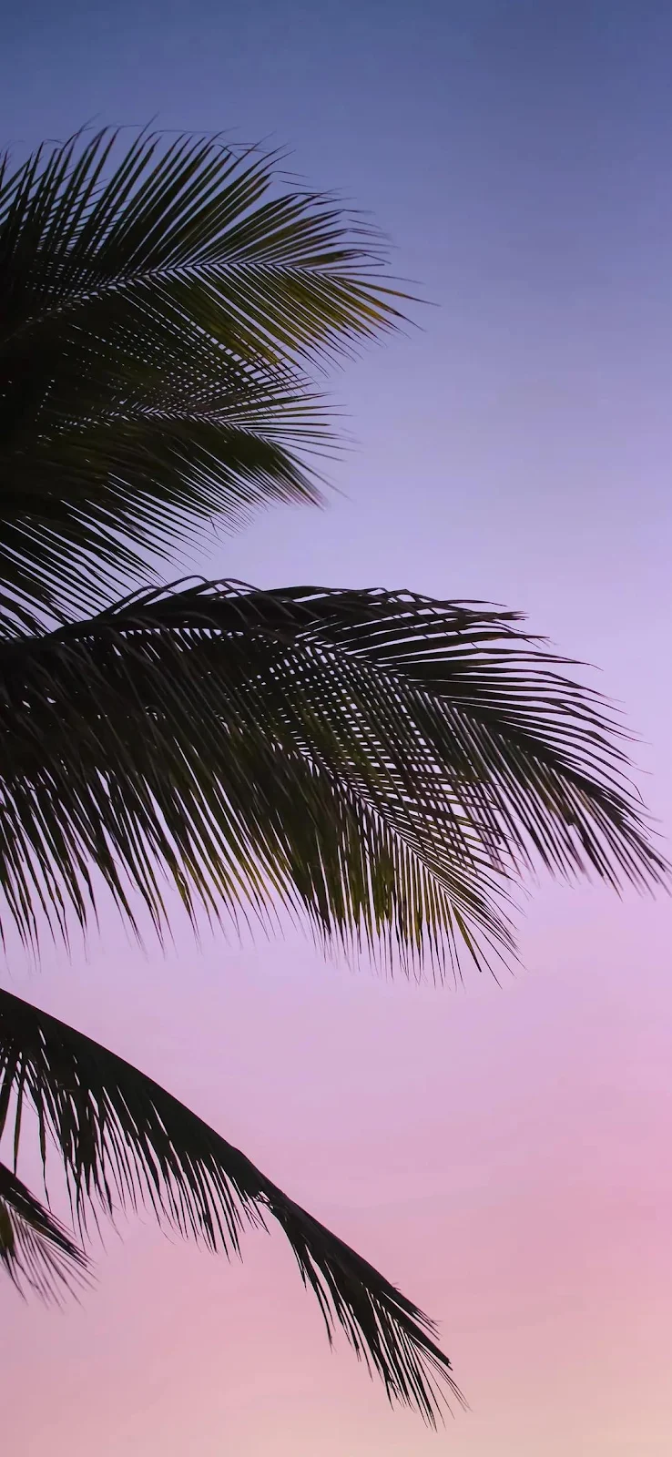 Palm Leaves at Sunset Sky - Nature Photography Full HD iPhone Wallpaper (1080x2340)