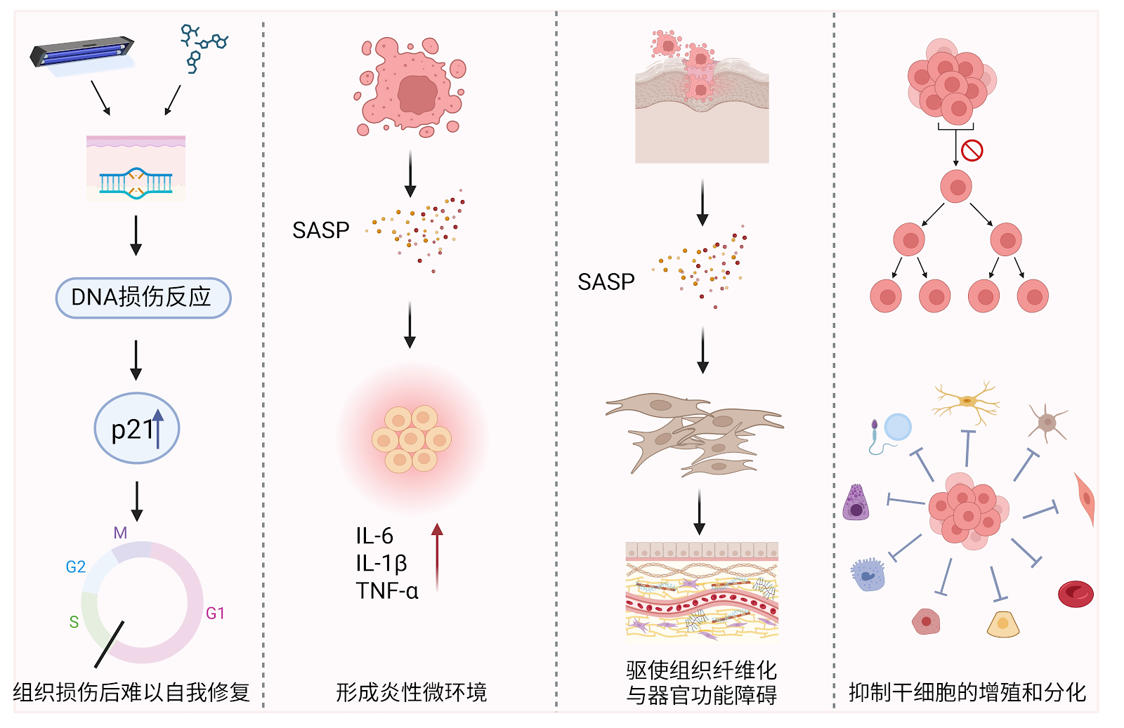 The interaction and balance between cellular senescence and tissue repair