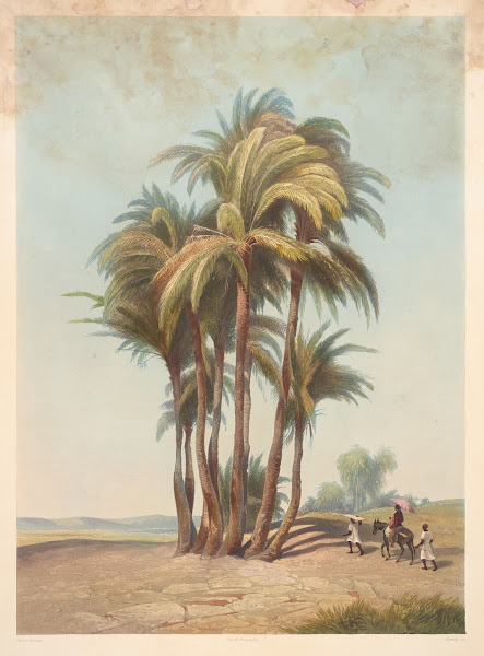 Bouquet de palmiers Cluster of palm trees 1941