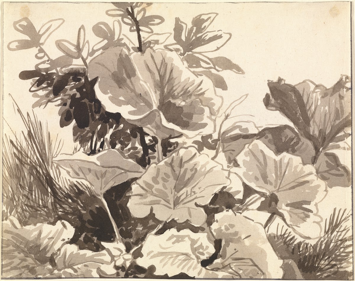 Study of Coltsfoot Leaves 17971819