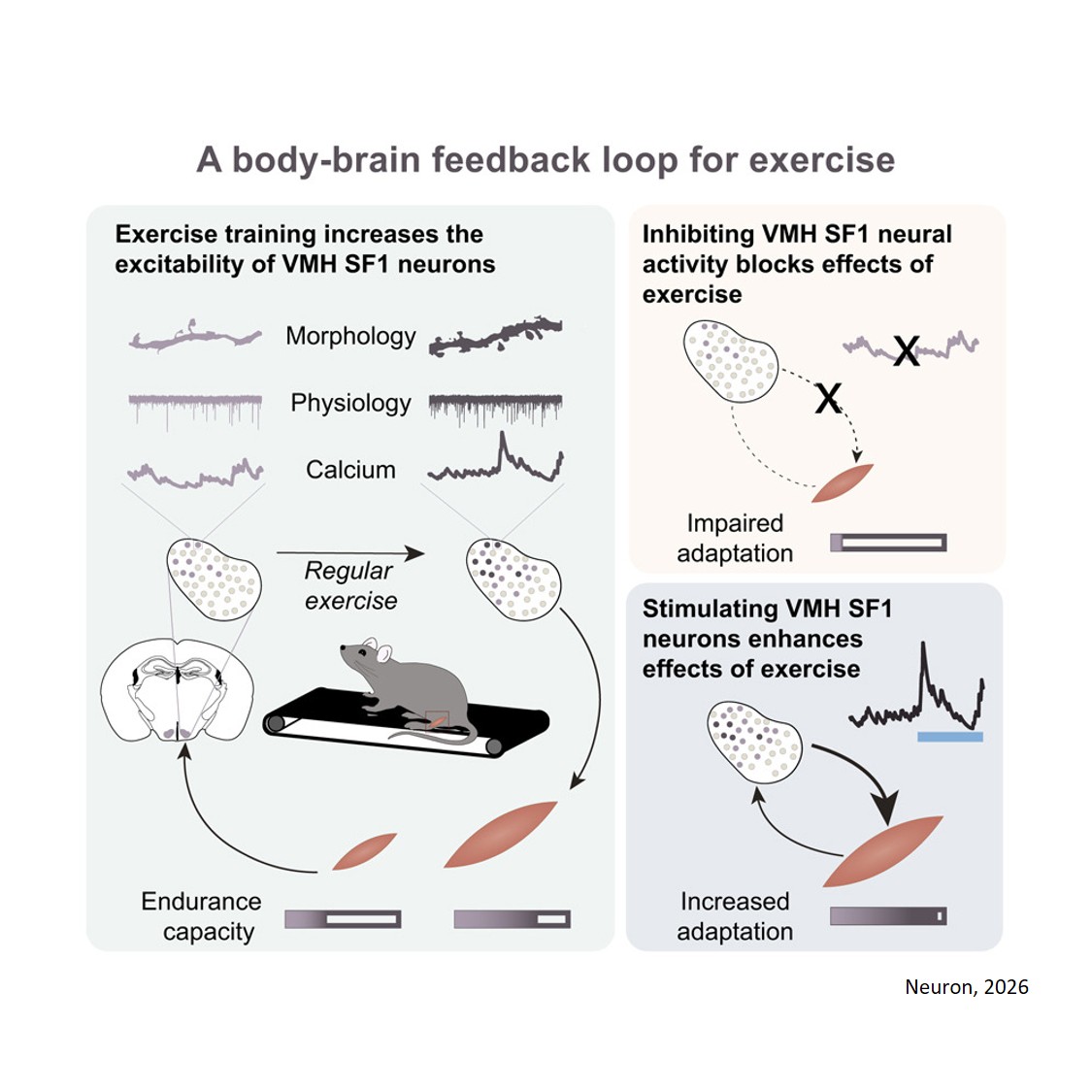 Exercise-induced activation of ventromedial hypothalamic steroidogenic factor-1 neurons mediates improvements in endurance