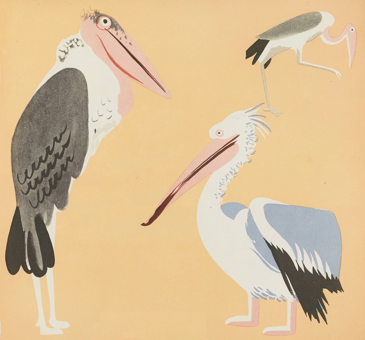 Nouvelles images à colorier Des Oiseaux Pl04 1935