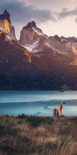 Chile, Guanaco, Landscape, Nature, Patagonia 5K Wallpaper Background
