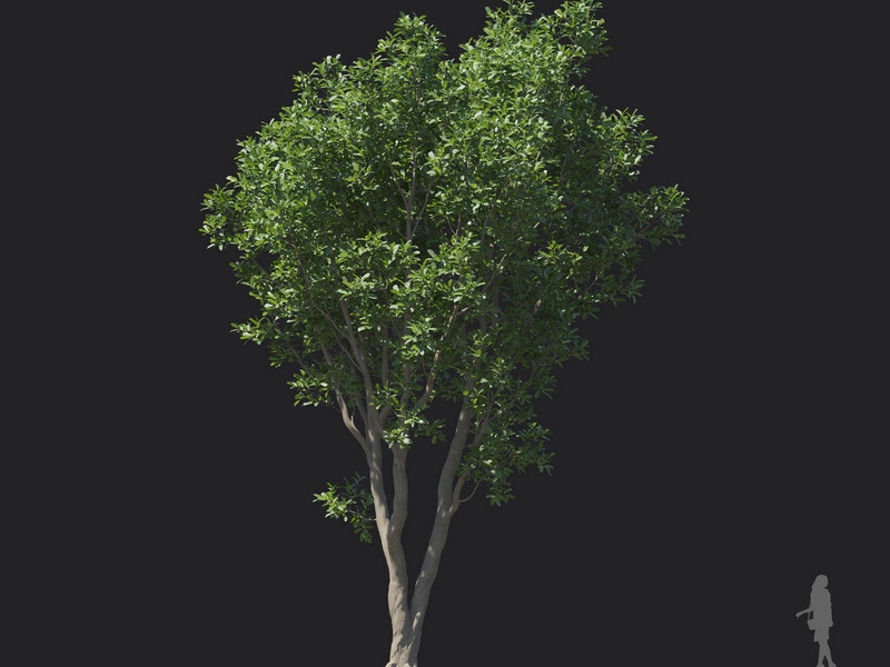 Maxtree - Plant Models Vol.121