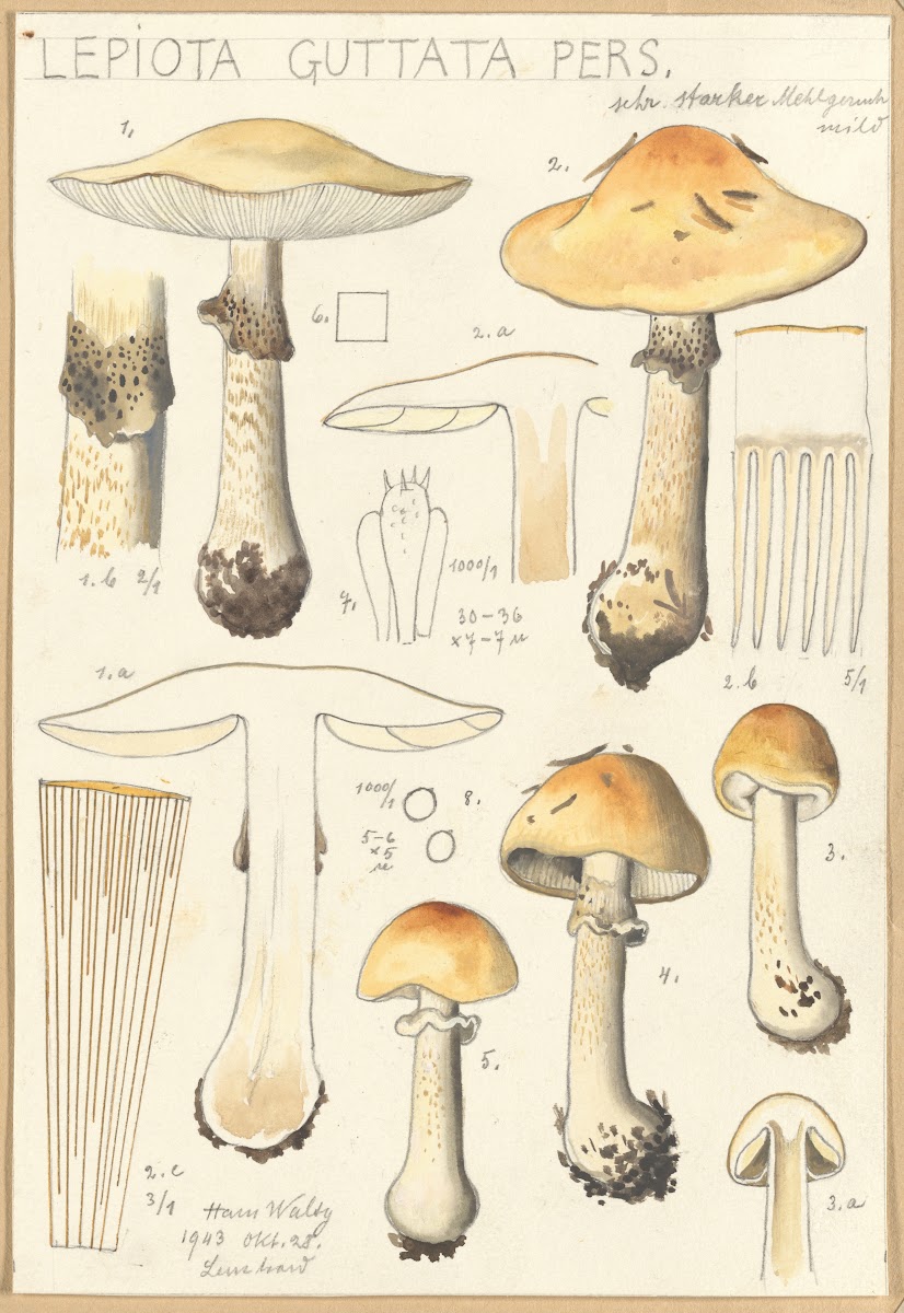Lepiota guttata pers 1915 1945