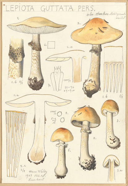 Lepiota guttata pers 1915 1945