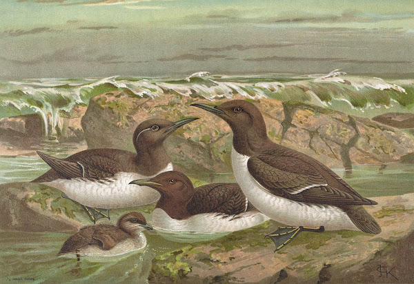 Uria lomvia L Uria rhingvia Brunn