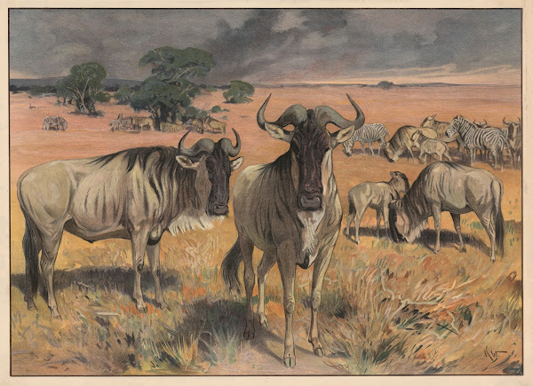 Gnu 1909
