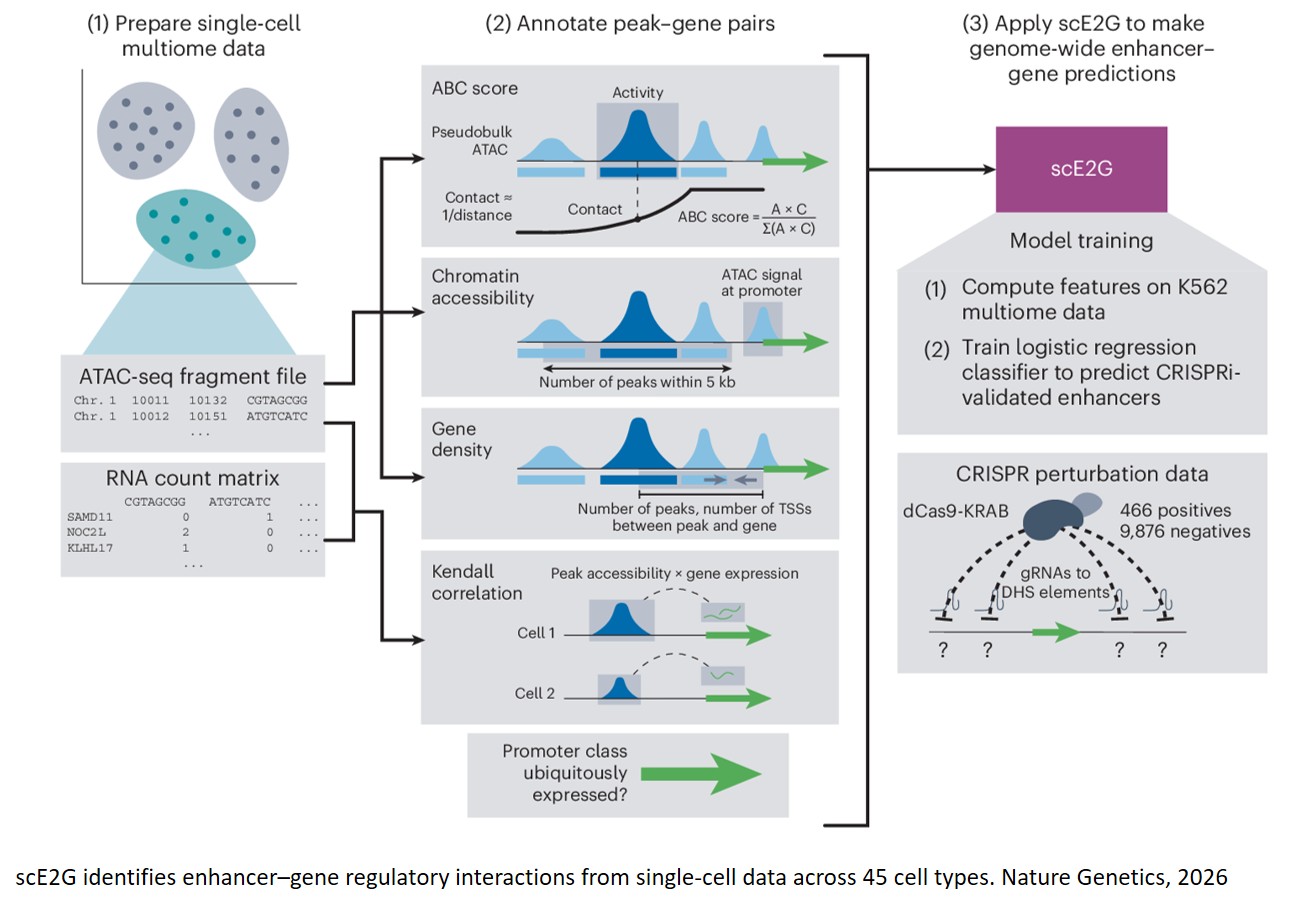 Mapping enhancer–gene regulatory interactions from single-cell data