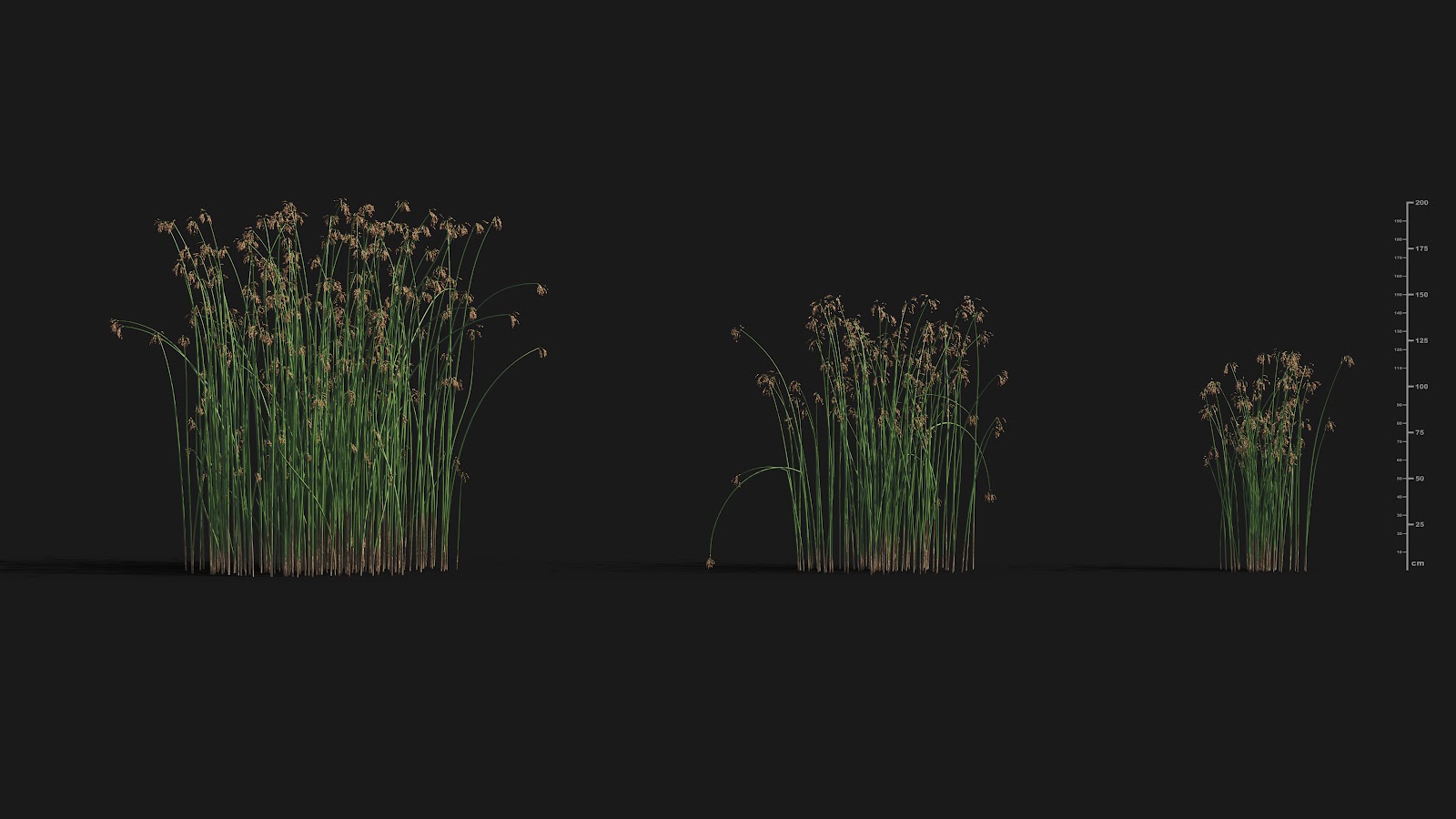 Maxtree - Plant Models Vol.29
