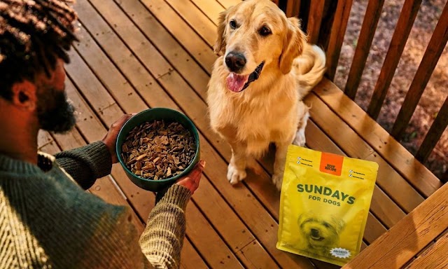 Sundays for Dogs: 39 Dogs, 1 Clear Winner