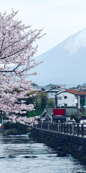 Mount Fuji, Cherry Blossoms, Japan, River 5K Wallpaper Background