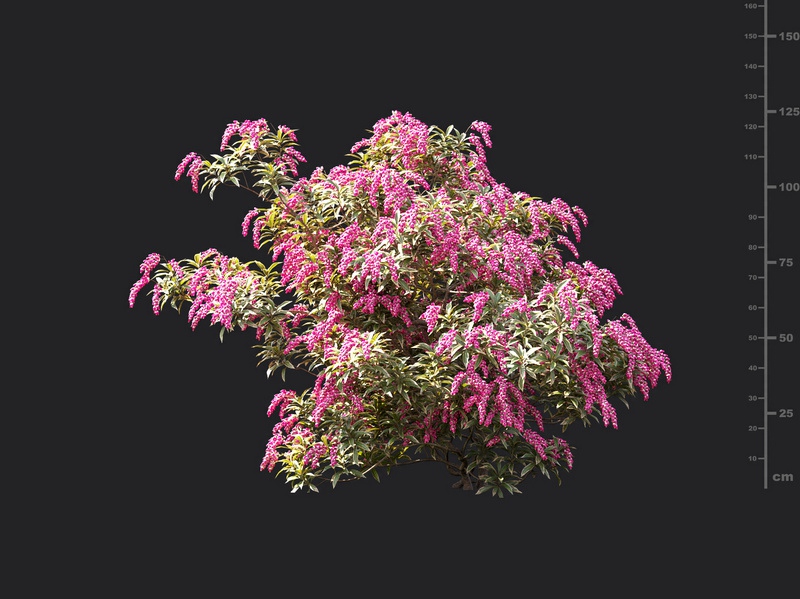 Maxtree - Plant Models Vol.119