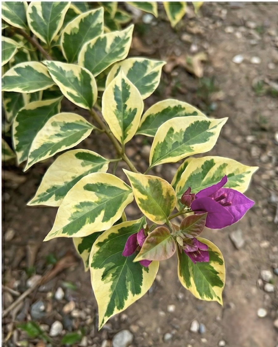 Imported Golden Jackpot Bougainvillea Plant — view 4