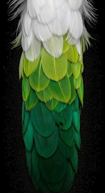 Extreme Macro Detail of Green and White Feather Layering on Black Background - Free mobile Wallpaper
