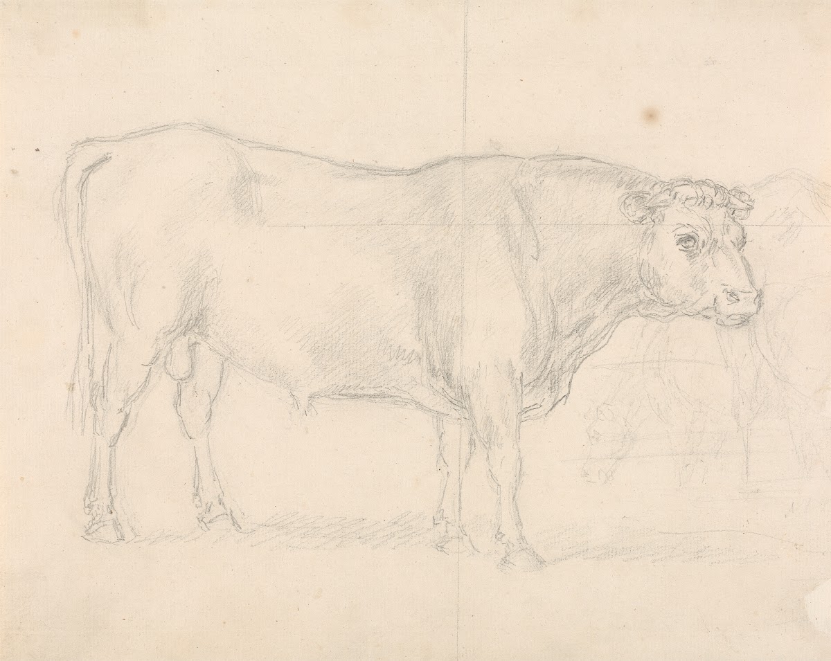 Study of a Bull