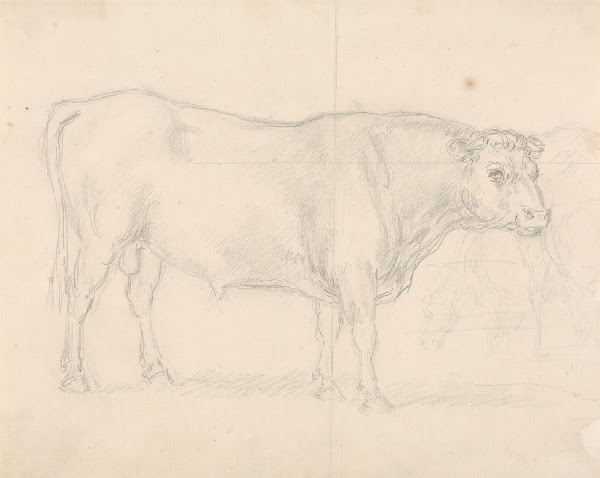 Study of a Bull