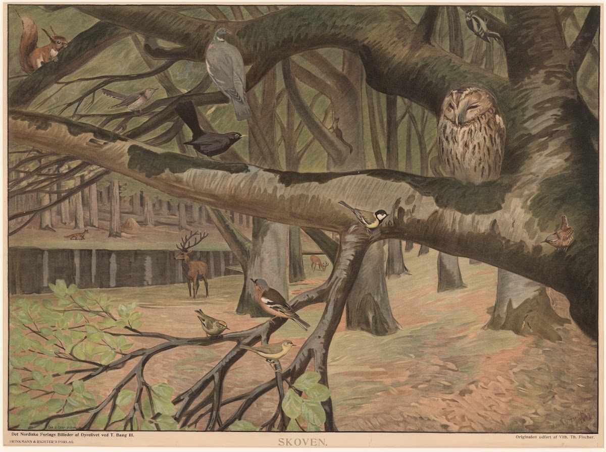 The Forest 1903