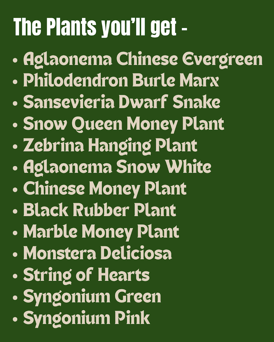 25-Plant Indoor Garden Collection — view 3