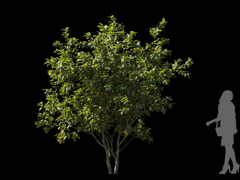 Maxtree - Plant Models Vol.120