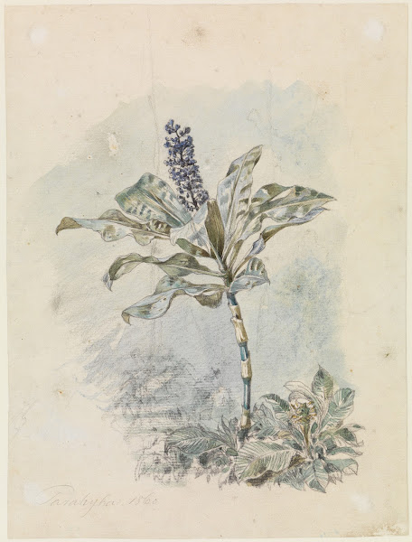 Strauch mit blauer Blütendolde 1860