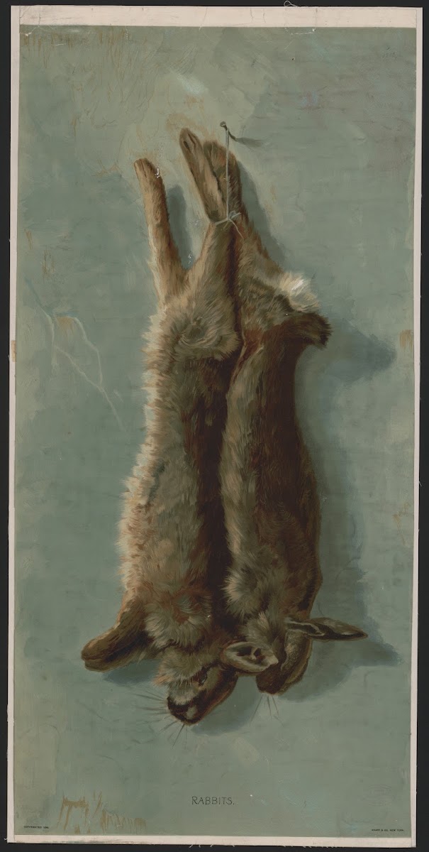 Rabbits 1890