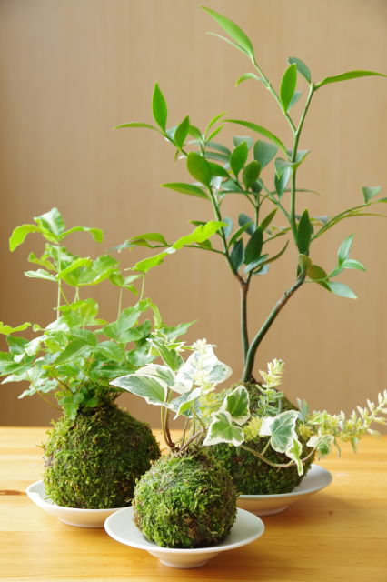 HYGGEのこだわり｜植物と雑貨のセレクトについて
