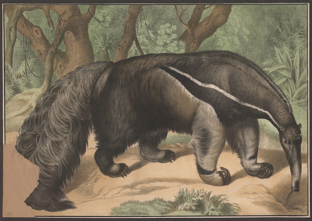 Ant eater 1884
