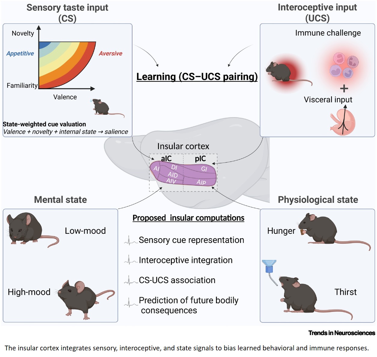 Linking sensory experience to bodily states in the insular cortex