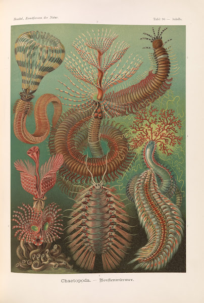 Chaetopoda  Borstenwürmer 1904