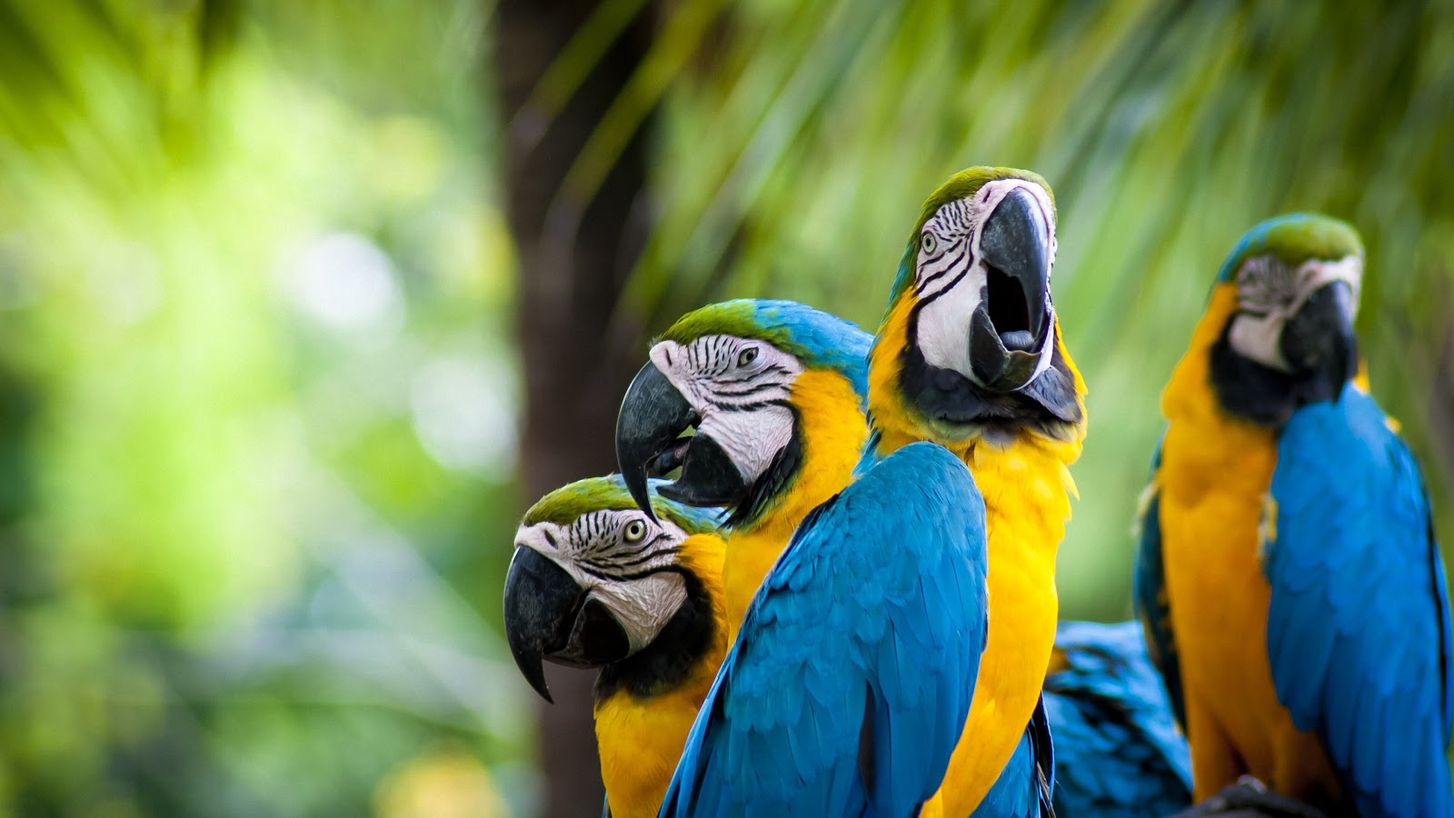 Parrots Wallpaper