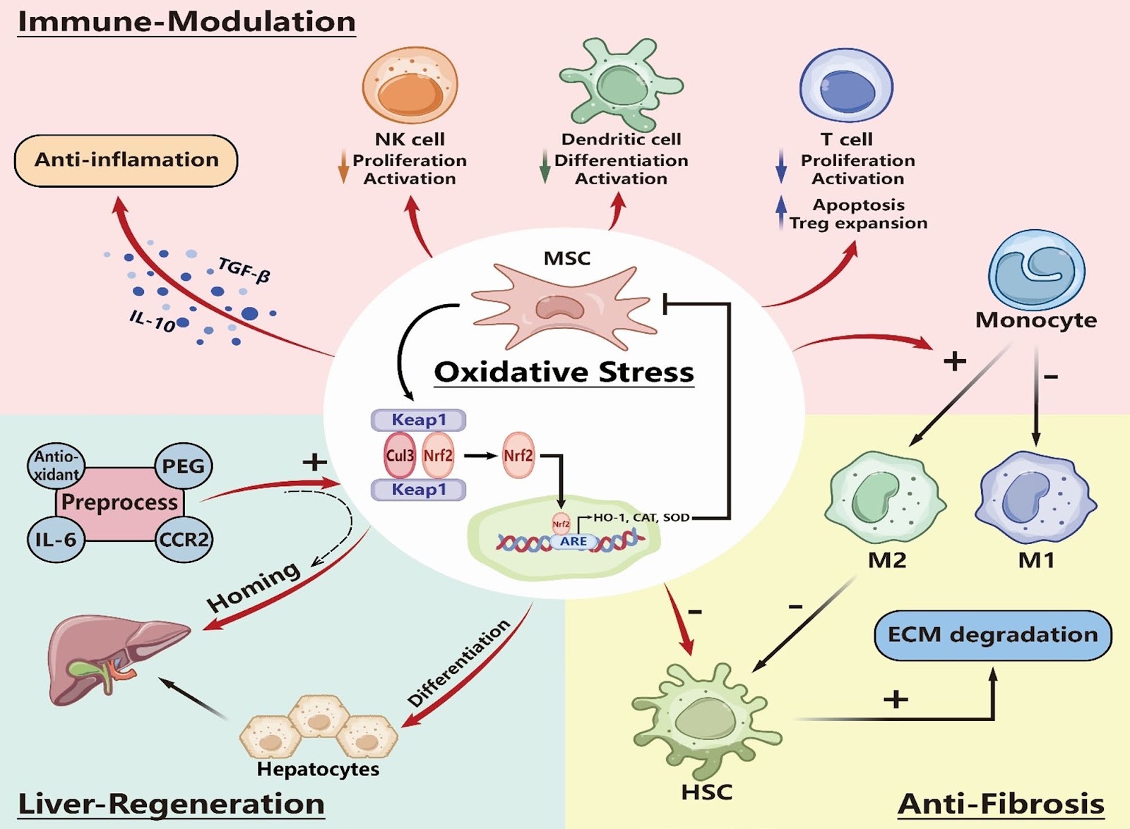 Mesenchymal stem cell therapy for end-stage liver disease: adversity and opportunity