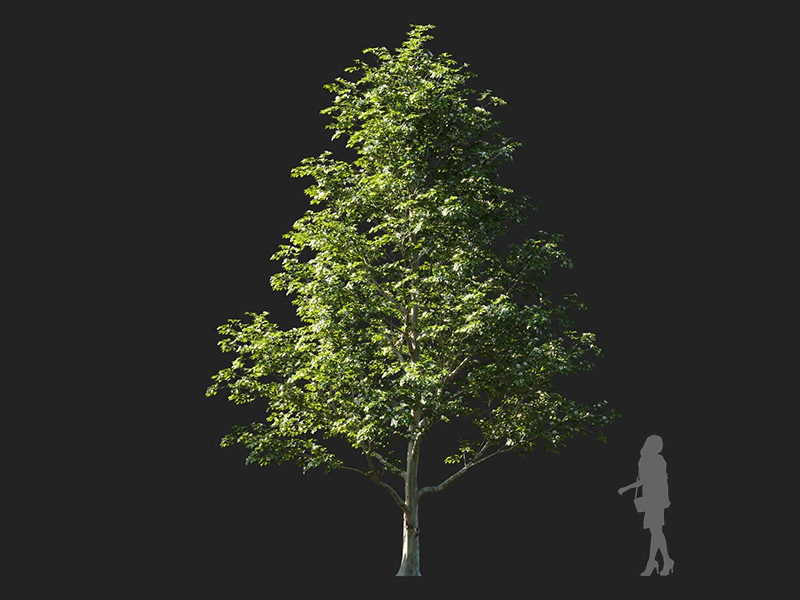 Maxtree - Plant Models Vol.122