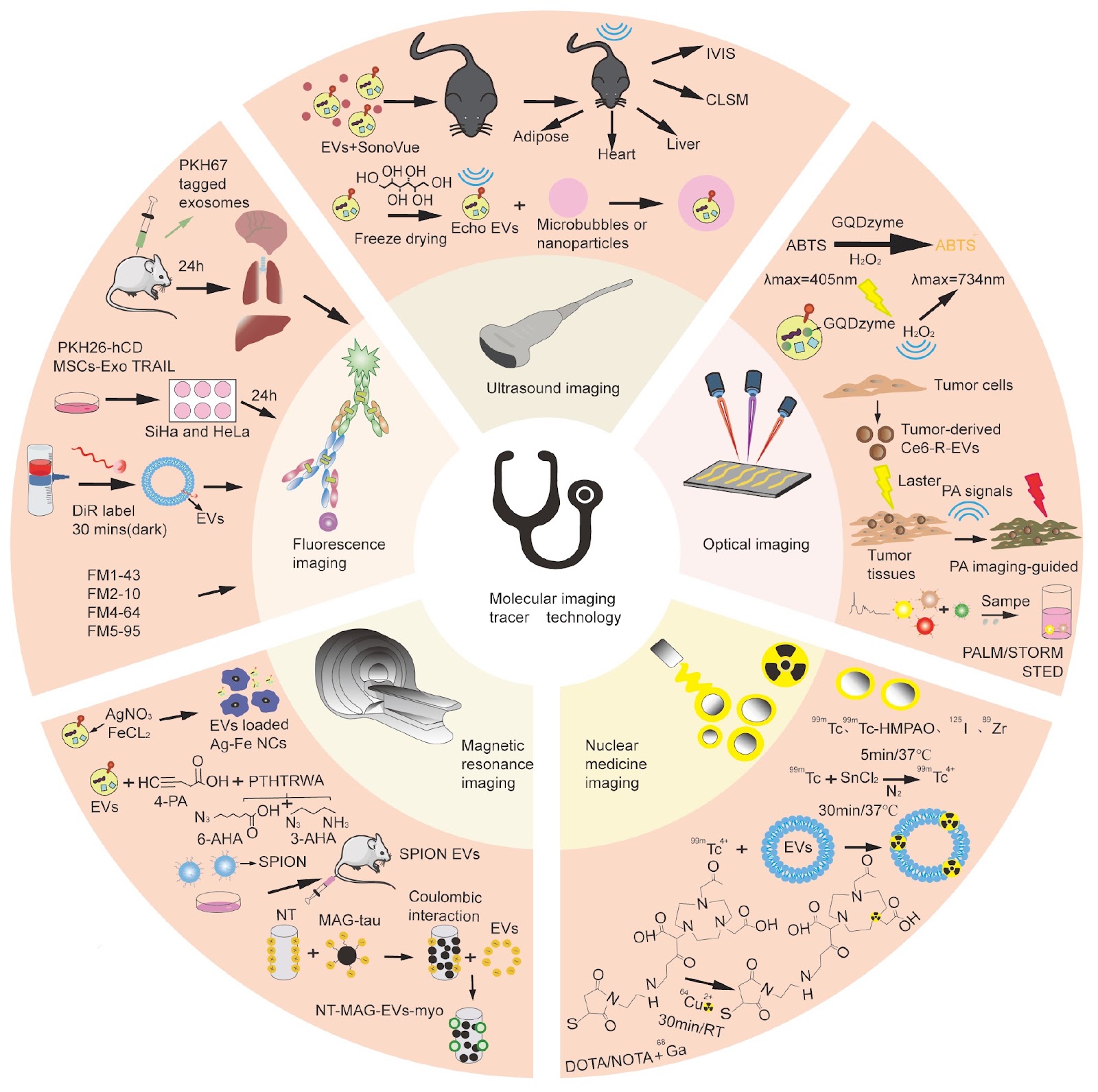 Unveiling the multifaceted roles of extracellular vesicles in cancer: insights from molecular imaging and engineering strategies