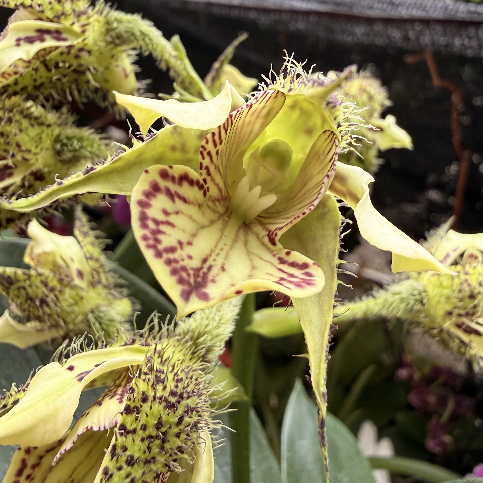 Den. Finisterrae