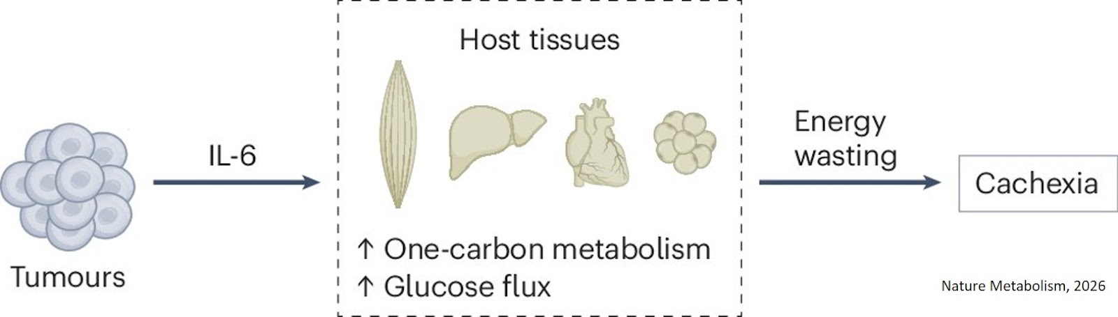 A novel mechanism for cancer-associated weight loss