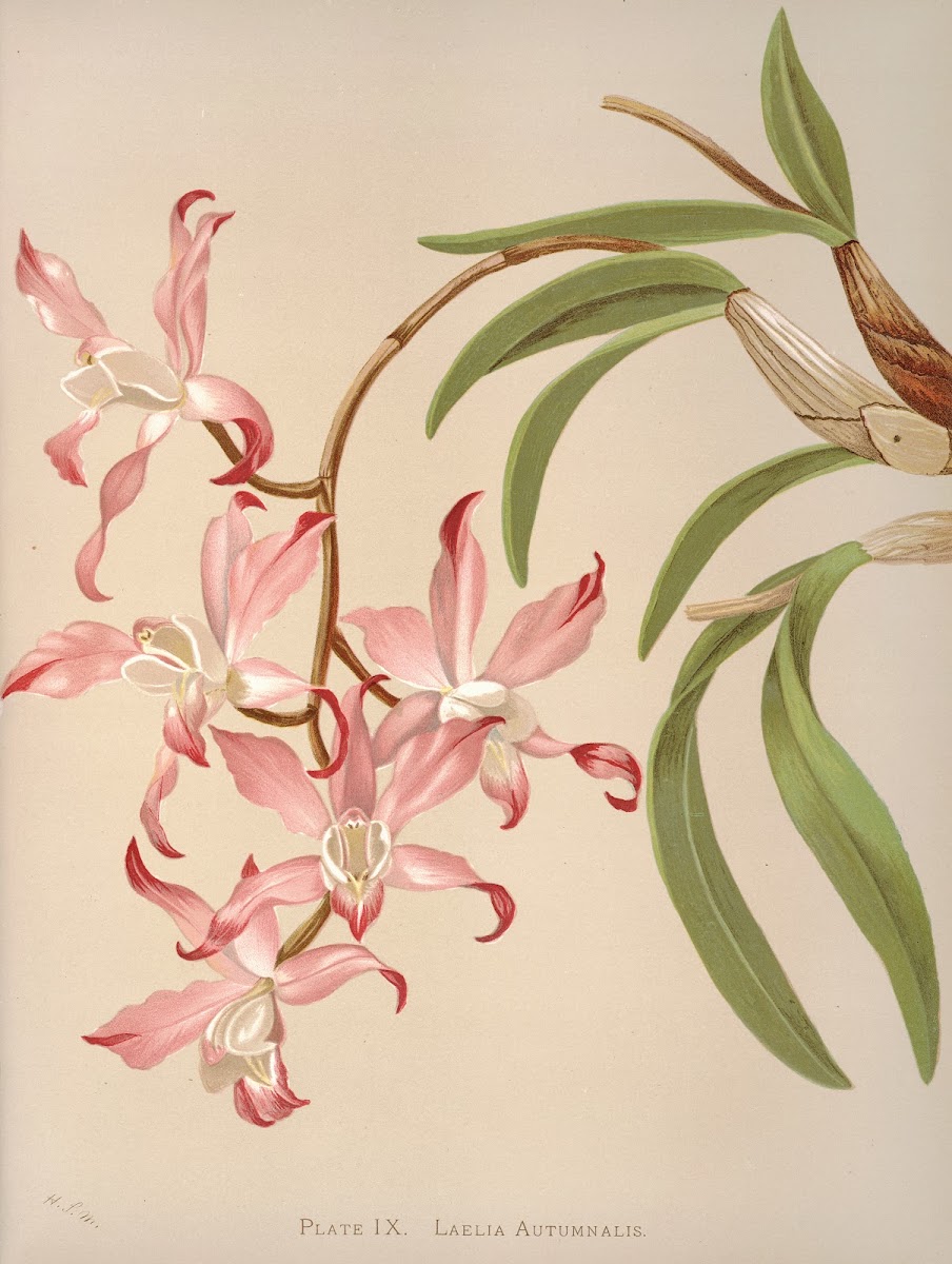 Laelia Autumnalis 1885