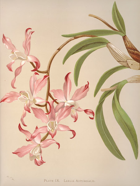 Laelia Autumnalis 1885