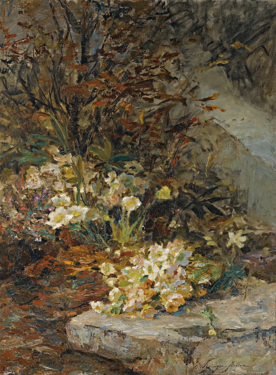 Schneerosen Hellebores