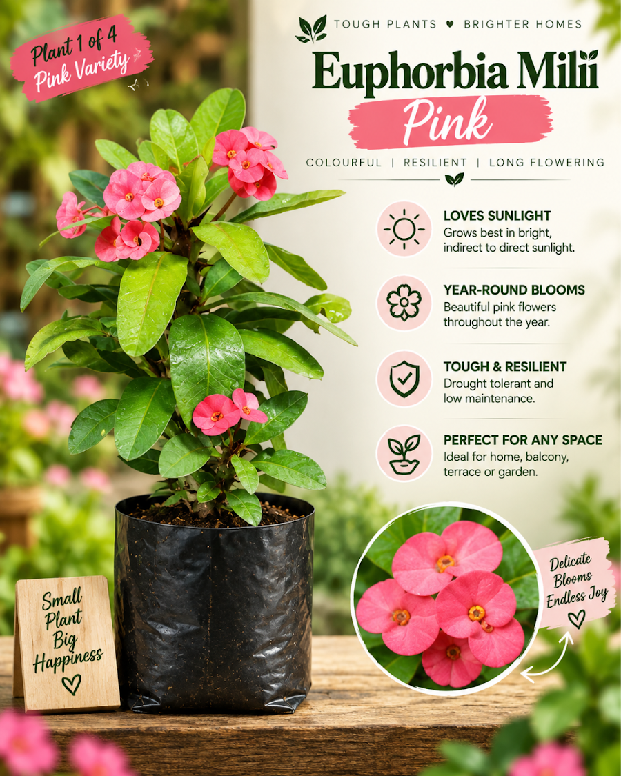 Euphorbia All Colour Collection — view 2