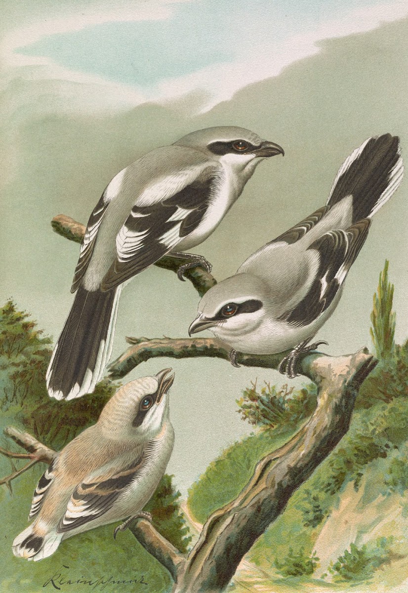 Lanius excubitor