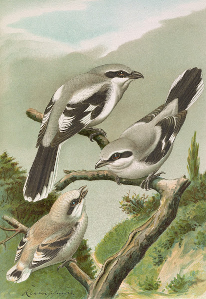 Lanius excubitor