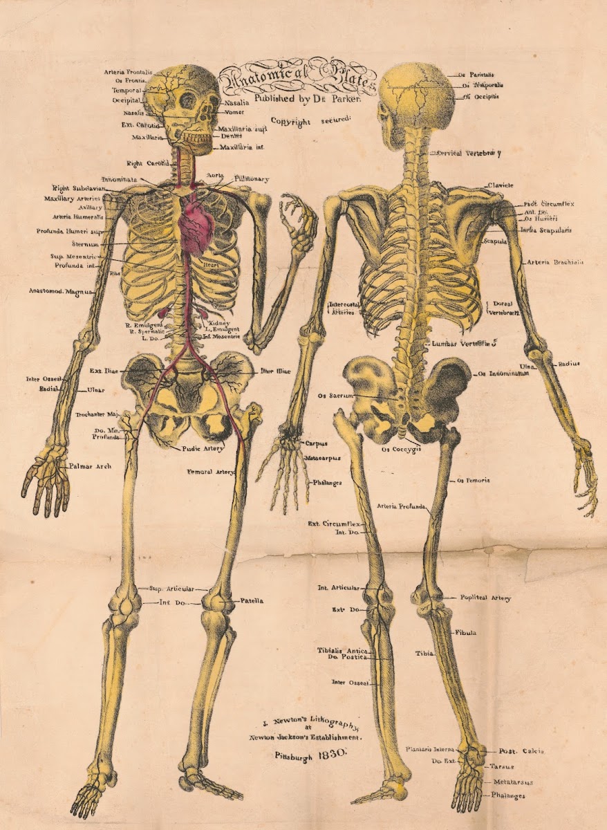Anatomical plates 19th century