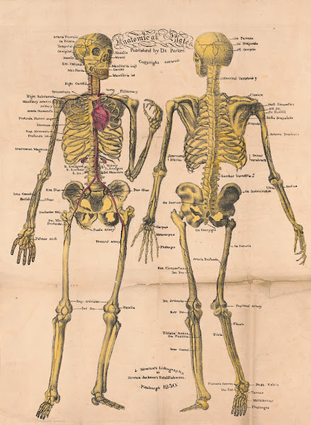 Anatomical plates 19th century