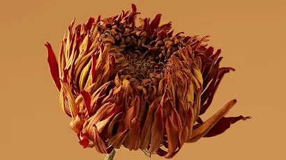 Aesthetic Flower Full HD iPhone Wallpaper Background