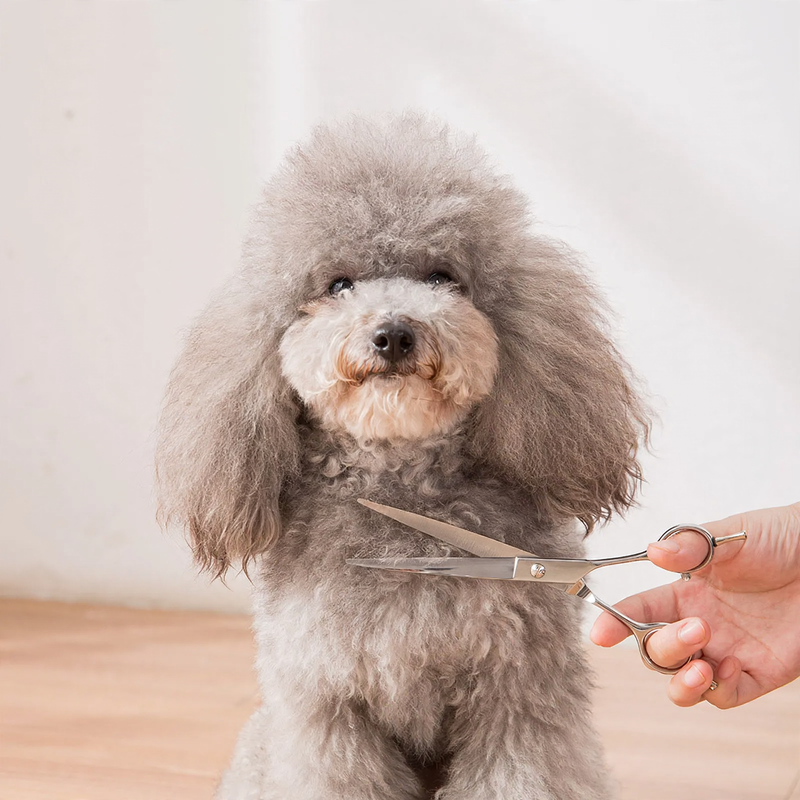 Stainless Steel Scissor Set for Dog Grooming